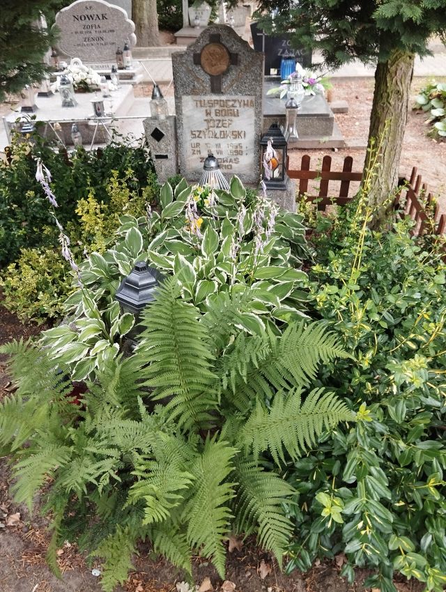 Grób JÓZEF SZYDŁOWSKI